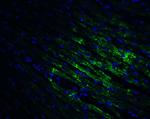 CX3CR1 Antibody in Immunohistochemistry (PFA fixed) (IHC (PFA))