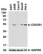 CX3CR1 Antibody in Western Blot (WB)