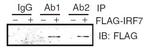 MyD88 Antibody in Immunoprecipitation (IP)