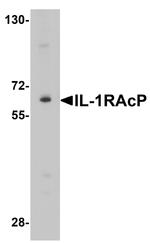 IL-1RAcP Antibody in Western Blot (WB)