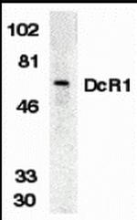 CD263 (TRAIL-R3) Antibody in Western Blot (WB)