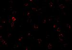 CX3CR1 Antibody in Immunocytochemistry (ICC/IF)