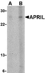 APRIL Antibody in Western Blot (WB)