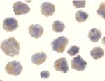 BACE1 Antibody in Immunocytochemistry (ICC/IF)