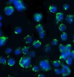 BACE1 Antibody in Immunocytochemistry (ICC/IF)