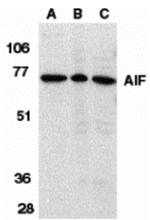 AIF Antibody in Western Blot (WB)