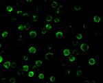 FLASH Antibody in Immunocytochemistry (ICC/IF)