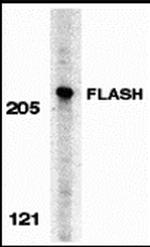 FLASH Antibody in Western Blot (WB)