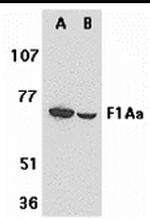 F1A alpha Antibody in Western Blot (WB)