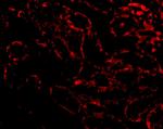 RIP3 Antibody in Immunohistochemistry (Paraffin) (IHC (P))