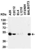 RIP3 Antibody in Western Blot (WB)