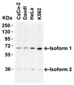 AIF Antibody in Western Blot (WB)