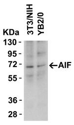 AIF Antibody in Western Blot (WB)