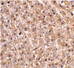 Caspase 12 Antibody in Immunohistochemistry (IHC)