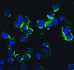 IKK epsilon Antibody in Immunocytochemistry (ICC/IF)