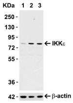 IKK epsilon Antibody in Western Blot (WB)