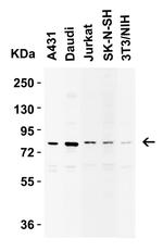 IKK epsilon Antibody in Western Blot (WB)