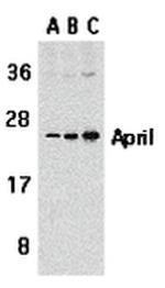 APRIL Antibody in Western Blot (WB)