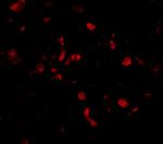 TRAF3IP2 Antibody in Immunocytochemistry (ICC/IF)