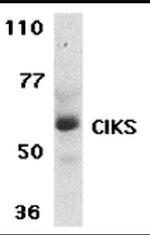 TRAF3IP2 Antibody in Western Blot (WB)