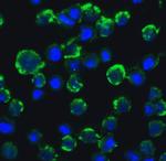 TRAF3IP2 Antibody in Immunocytochemistry (ICC/IF)