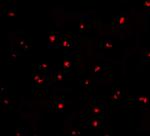 NOD2 Antibody in Immunocytochemistry (ICC/IF)