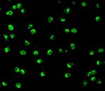 Nudel Antibody in Immunocytochemistry (ICC/IF)