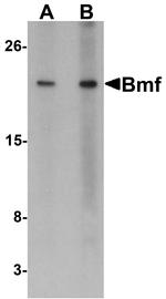 Bmf Antibody in Western Blot (WB)