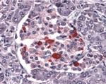 ENDOG Antibody in Immunohistochemistry (Paraffin) (IHC (P))