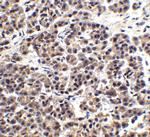 ENDOG Antibody in Immunohistochemistry (Paraffin) (IHC (P))