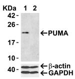 PUMA alpha Antibody in Western Blot (WB)