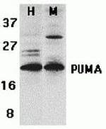 PUMA alpha Antibody in Western Blot (WB)