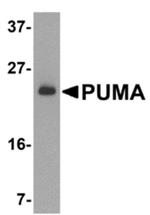 PUMA alpha Antibody in Western Blot (WB)