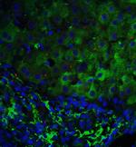 p53DINP1 Antibody in Immunohistochemistry (IHC)