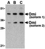 HTRA2 Antibody in Western Blot (WB)