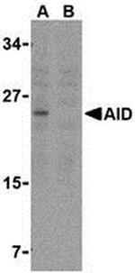 AID Antibody in Western Blot (WB)