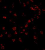 NLRC4 Antibody in Immunocytochemistry (ICC/IF)