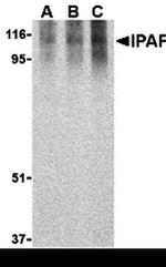 NLRC4 Antibody in Western Blot (WB)