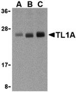 TL1A Antibody in Western Blot (WB)