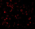 IRAK4 Antibody in Immunocytochemistry (ICC/IF)