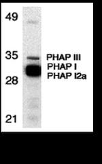 PHAP Antibody in Western Blot (WB)