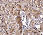 Caspase 12 Antibody in Immunohistochemistry (IHC)