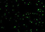 TICAM2 Antibody in Immunocytochemistry (ICC/IF)