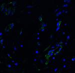 ACE2 Antibody in Immunohistochemistry (PFA fixed) (IHC (PFA))