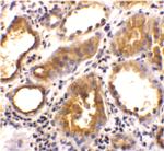 ACE2 Antibody in Immunohistochemistry (Paraffin) (IHC (P))