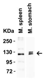 ACE2 Antibody in Western Blot (WB)