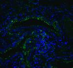 ACE2 Antibody in Immunohistochemistry (PFA fixed) (IHC (PFA))