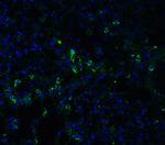 ACE2 Antibody in Immunohistochemistry (PFA fixed) (IHC (PFA))