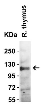 ACE2 Antibody in Western Blot (WB)