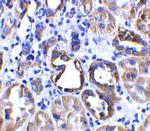 ACE2 Antibody in Immunohistochemistry (Paraffin) (IHC (P))